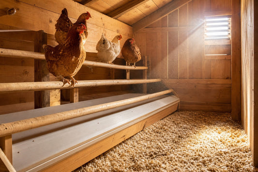 Bright airy chicken coop with clean droppings board under roost bars