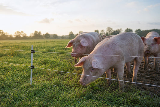 Pigs in a pasture beside a low electric fence with step-in posts