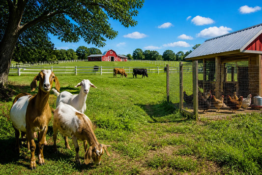 Small farm with cattle, chickens and goats in fenced paddocks